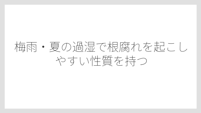 梅雨・夏の過湿で根腐れを起こしやすい性質を持つ