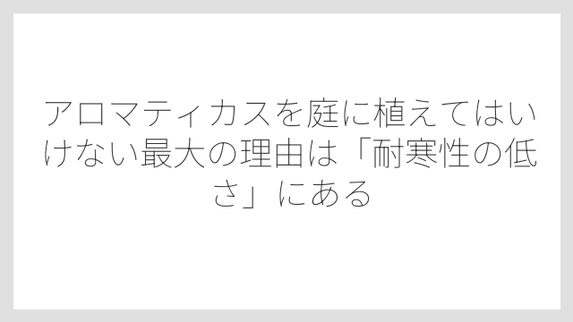 アロマティカスを庭に植えてはいけない最大の理由は「耐寒性の低さ」にある