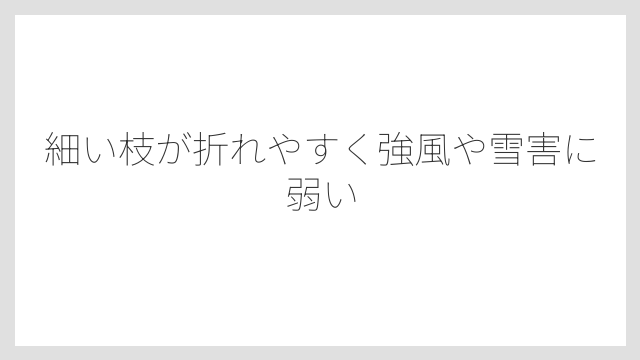 細い枝が折れやすく強風や雪害に弱い