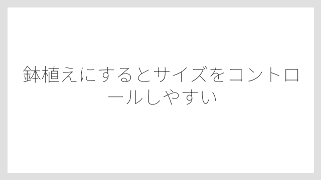 鉢植えにするとサイズをコントロールしやすい