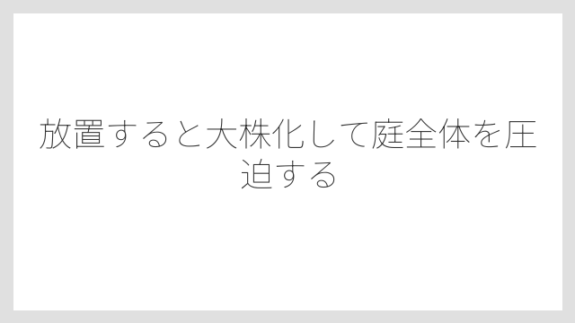 放置すると大株化して庭全体を圧迫する