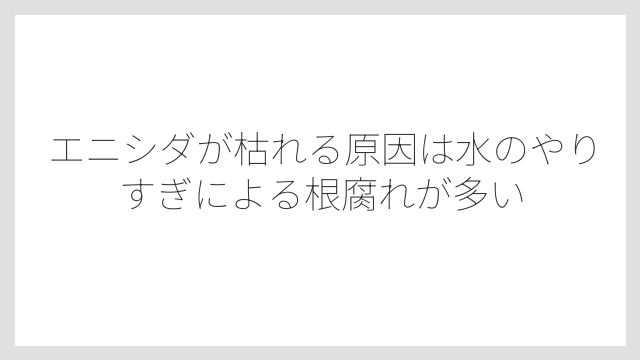 エニシダが枯れる原因は水のやりすぎによる根腐れが多い