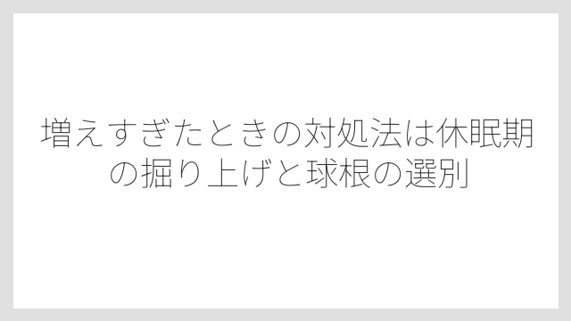 増えすぎたときの対処法は休眠期の掘り上げと球根の選別