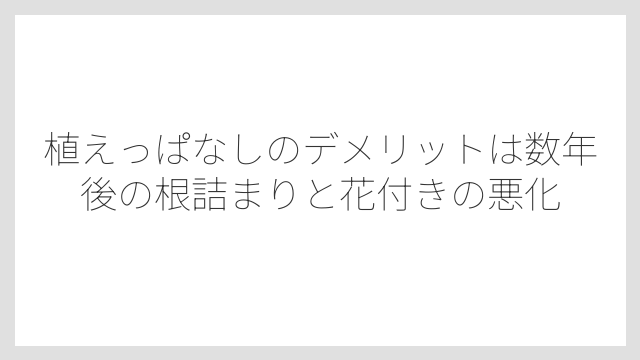 植えっぱなしのデメリットは数年後の根詰まりと花付きの悪化