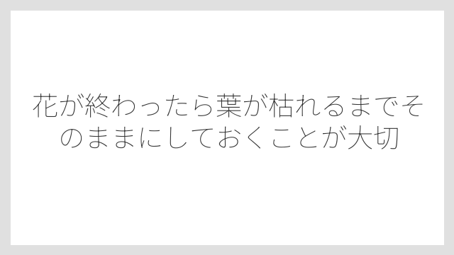 花が終わったら葉が枯れるまでそのままにしておくことが大切