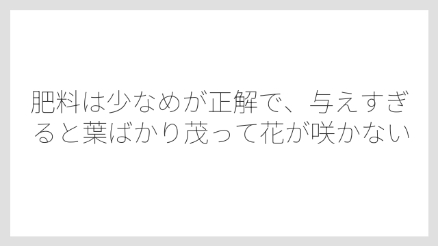 肥料は少なめが正解で、与えすぎると葉ばかり茂って花が咲かない