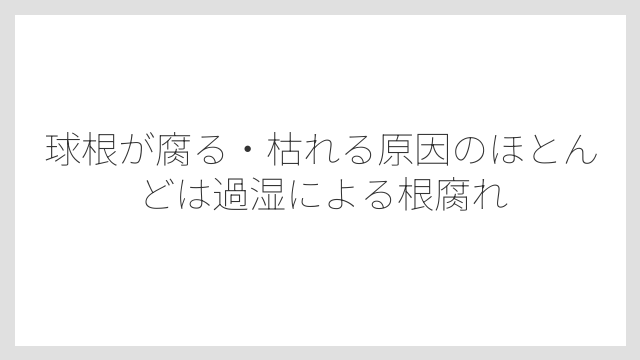 球根が腐る・枯れる原因のほとんどは過湿による根腐れ