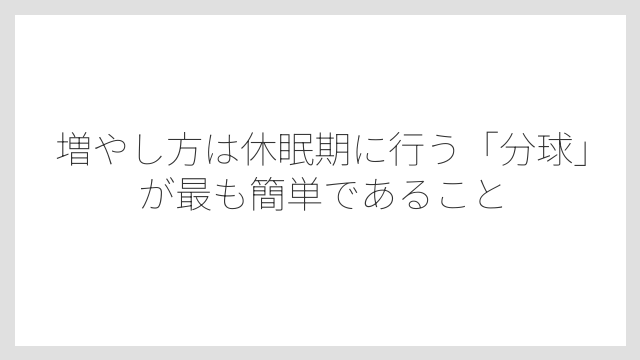 増やし方は休眠期に行う「分球」が最も簡単であること