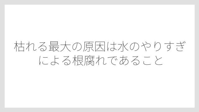 枯れる最大の原因は水のやりすぎによる根腐れであること