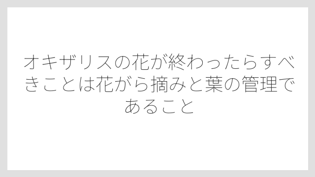 オキザリスの花が終わったらすべきことは花がら摘みと葉の管理であること