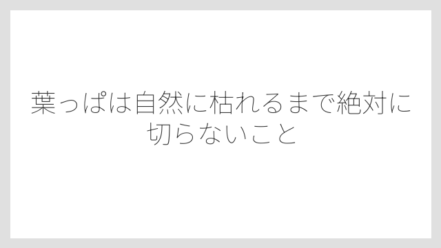 葉っぱは自然に枯れるまで絶対に切らないこと