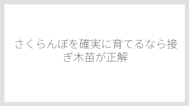 さくらんぼを確実に育てるなら接ぎ木苗が正解