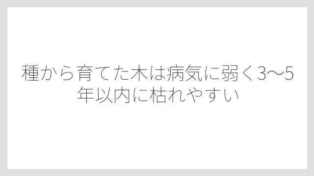 種から育てた木は病気に弱く3〜5年以内に枯れやすい