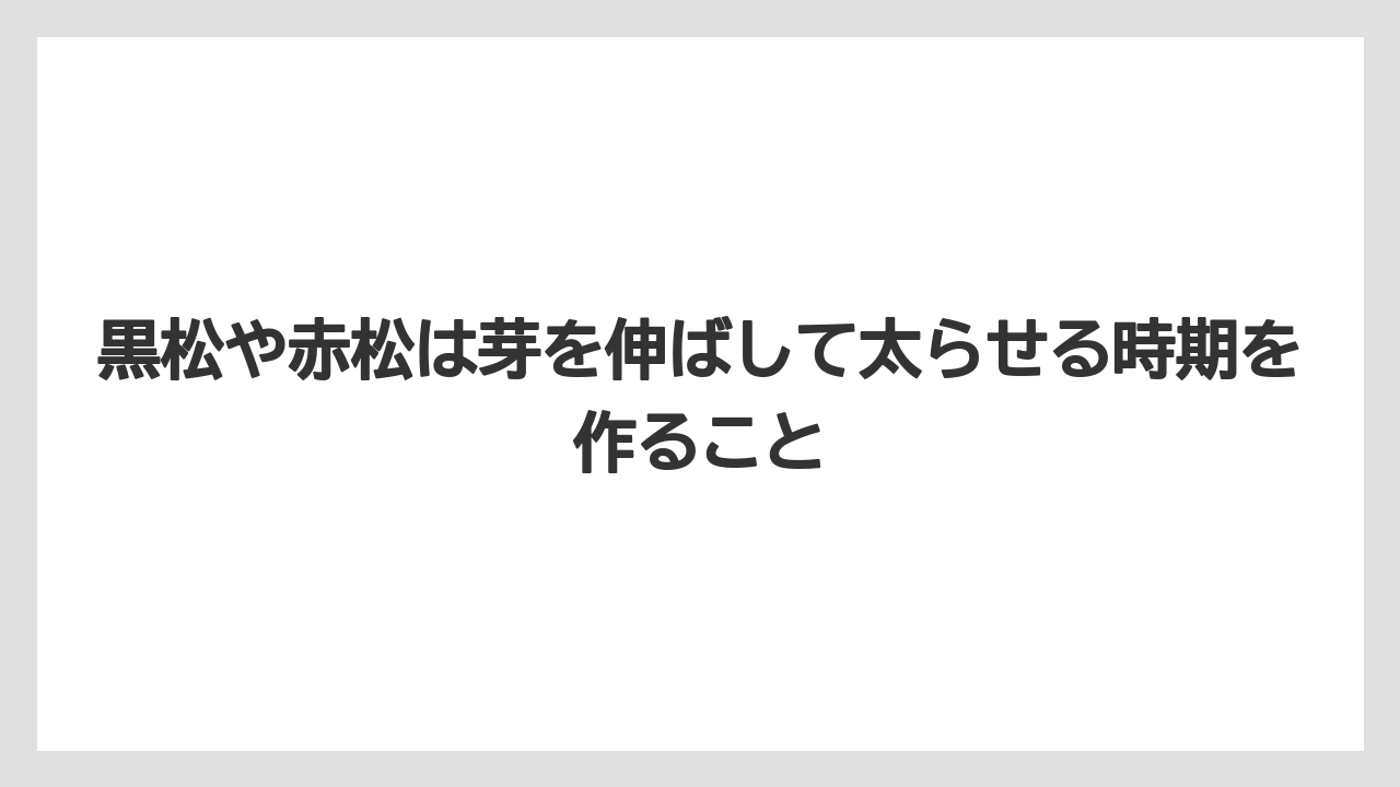 【100均】【もみじ】【ゼオライト】【バラ】【栽培】黒松や赤松は芽を伸ばして太らせる時期を作ること