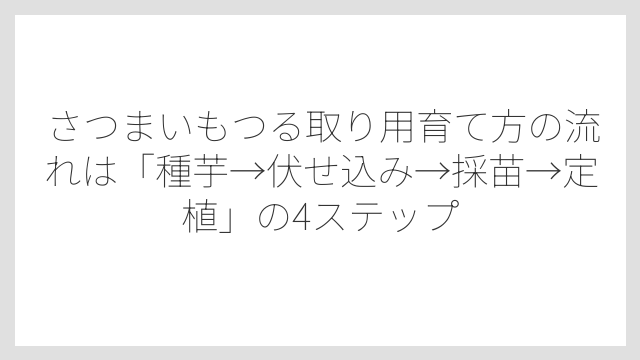 さつまいもつる取り用育て方の流れは「種芋→伏せ込み→採苗→定植」の4ステップ