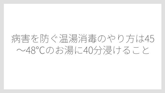 病害を防ぐ温湯消毒のやり方は45〜48℃のお湯に40分浸けること