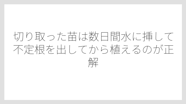 切り取った苗は数日間水に挿して不定根を出してから植えるのが正解
