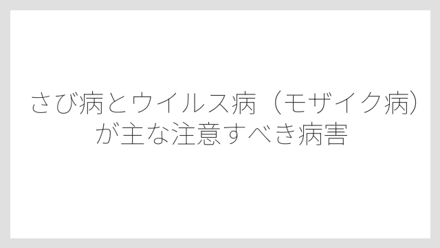 さび病とウイルス病（モザイク病）が主な注意すべき病害