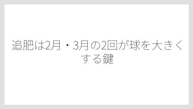 追肥は2月・3月の2回が球を大きくする鍵