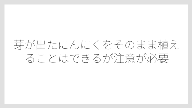 芽が出たにんにくをそのまま植えることはできるが注意が必要