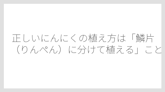 正しいにんにくの植え方は「鱗片（りんぺん）に分けて植える」こと
