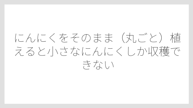 にんにくをそのまま（丸ごと）植えると小さなにんにくしか収穫できない