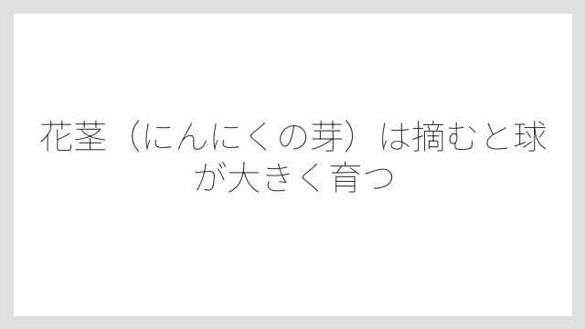 花茎（にんにくの芽）は摘むと球が大きく育つ