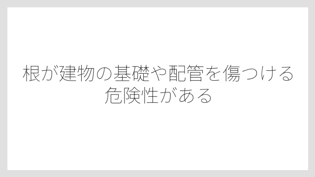 根が建物の基礎や配管を傷つける危険性がある