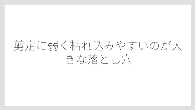 剪定に弱く枯れ込みやすいのが大きな落とし穴