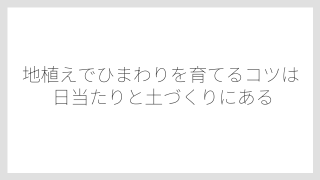 地植えでひまわりを育てるコツは日当たりと土づくりにある