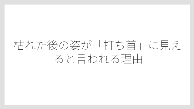 枯れた後の姿が「打ち首」に見えると言われる理由