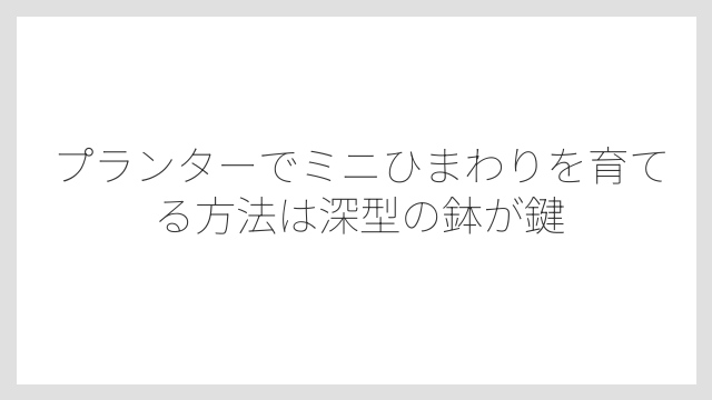 プランターでミニひまわりを育てる方法は深型の鉢が鍵