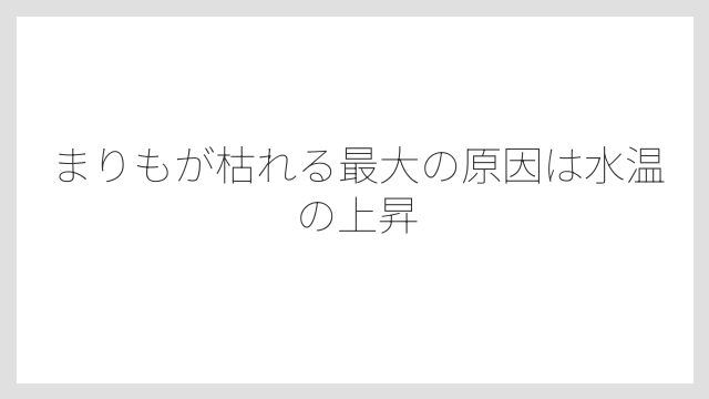 まりもが枯れる最大の原因は水温の上昇