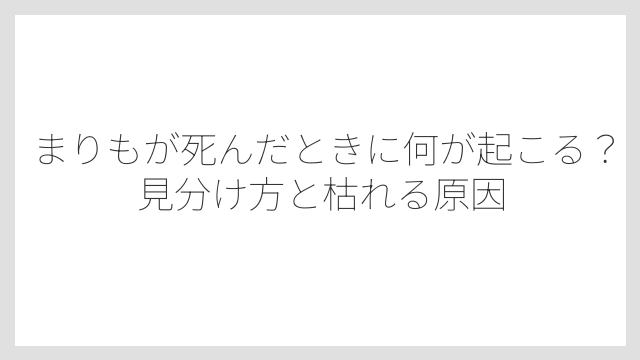 まりもが死んだときに何が起こる？見分け方と枯れる原因