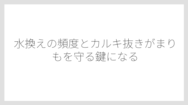 水換えの頻度とカルキ抜きがまりもを守る鍵になる