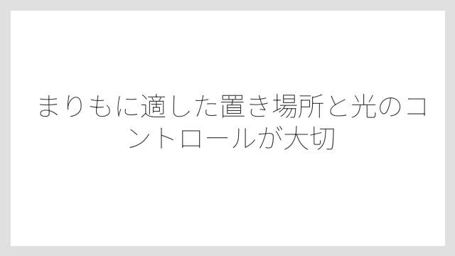 まりもに適した置き場所と光のコントロールが大切