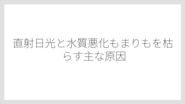 直射日光と水質悪化もまりもを枯らす主な原因
