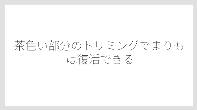 茶色い部分のトリミングでまりもは復活できる