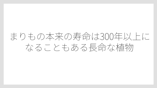 まりもの本来の寿命は300年以上になることもある長命な植物
