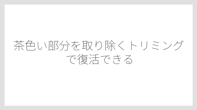茶色い部分を取り除くトリミングで復活できる