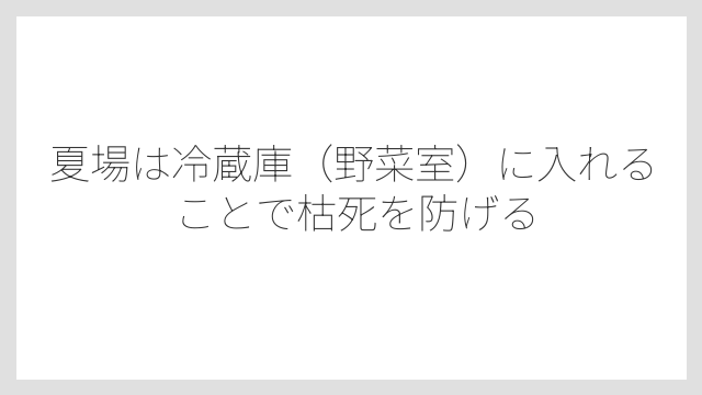 夏場は冷蔵庫（野菜室）に入れることで枯死を防げる
