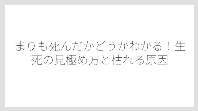 まりも死んだかどうかわかる！生死の見極め方と枯れる原因