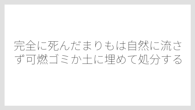 完全に死んだまりもは自然に流さず可燃ゴミか土に埋めて処分する