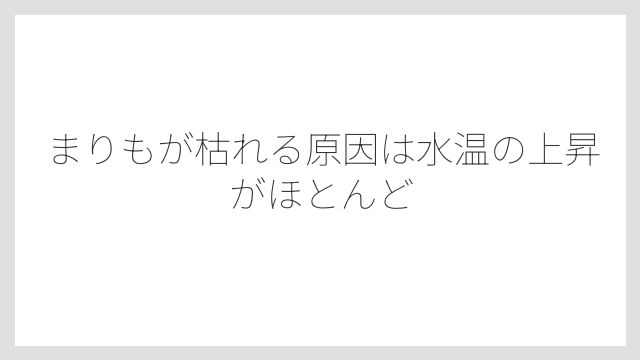 まりもが枯れる原因は水温の上昇がほとんど