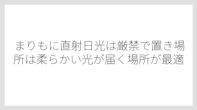 まりもに直射日光は厳禁で置き場所は柔らかい光が届く場所が最適