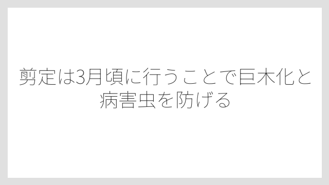 剪定は3月頃に行うことで巨木化と病害虫を防げる