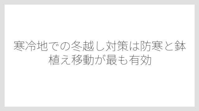 寒冷地での冬越し対策は防寒と鉢植え移動が最も有効