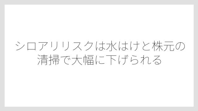 シロアリリスクは水はけと株元の清掃で大幅に下げられる
