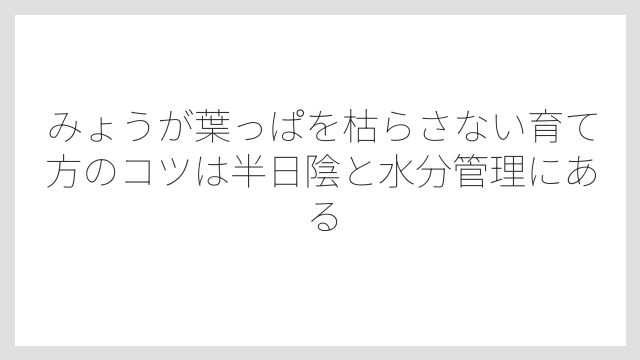 みょうが葉っぱを枯らさない育て方のコツは半日陰と水分管理にある