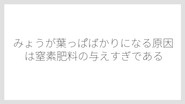 みょうが葉っぱばかりになる原因は窒素肥料の与えすぎである